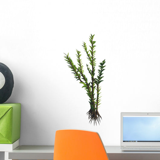Dicroidium Seed Plant from Wall Decal