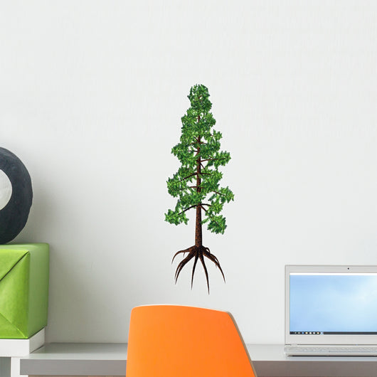 Wollemia Coniferous Tree White Wall Decal