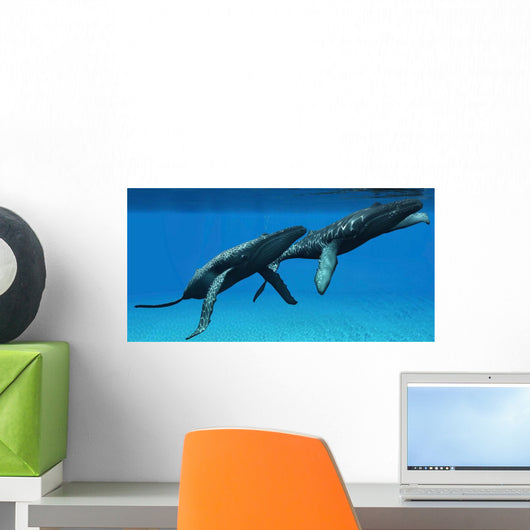 Two Humpback Whales Come Wall Decal