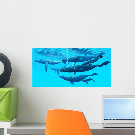 Group Humpback Whales Swimming Wall Decal