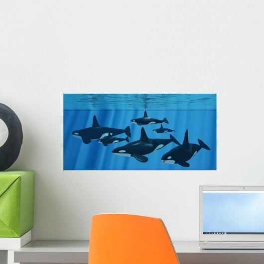 Pod Killer Whales Swimming Wall Decal