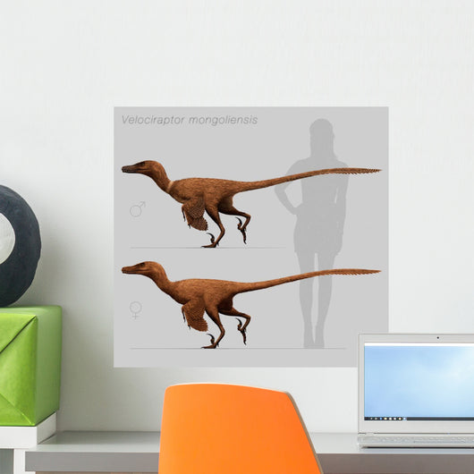 Size Comparison Velociraptor Mongoliensis Wall Decal