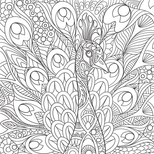 Peacock Coloring Page Decal