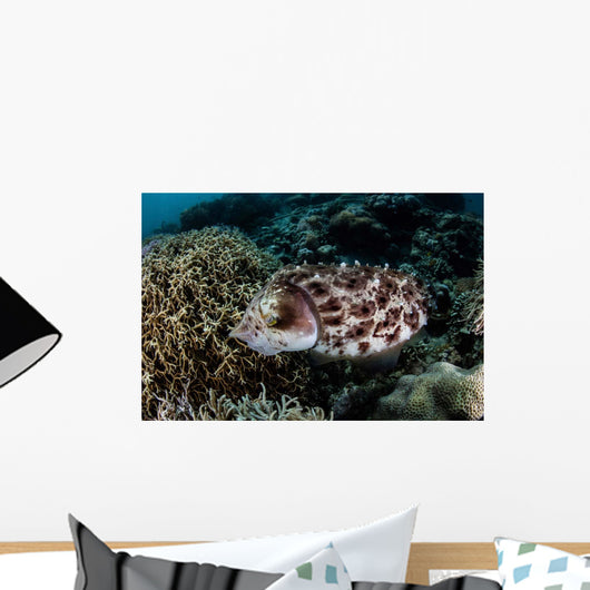 Broadclub Cuttlefish Lays Eggs Wall Decal