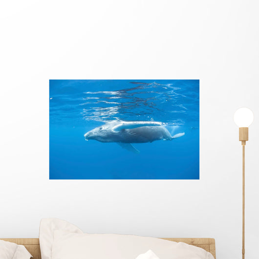 Young Humpback Whale Surfaces Wall Decal