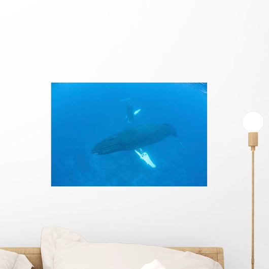 Humpback Whales Swim Clear Wall Decal