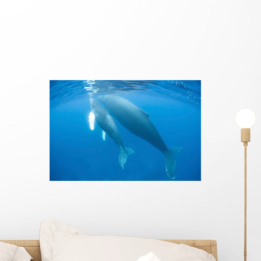 Humpback Whale Mother and Wall Decal Design 1
