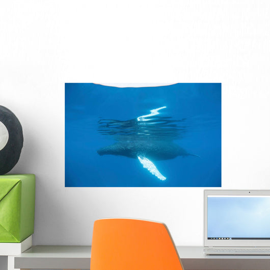 Humpback Whale Surfaces to Wall Decal Design 3