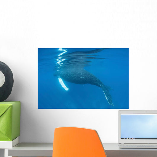Humpback Whale Surfaces to Wall Decal Design 2