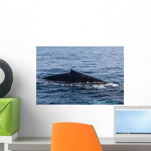 Humpback Whale Surfaces to Wall Decal Design 1
