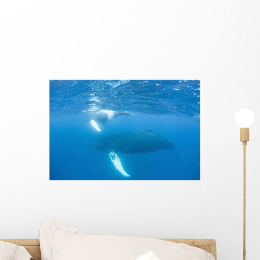 Mother and Calf Humpback Wall Decal Design 4