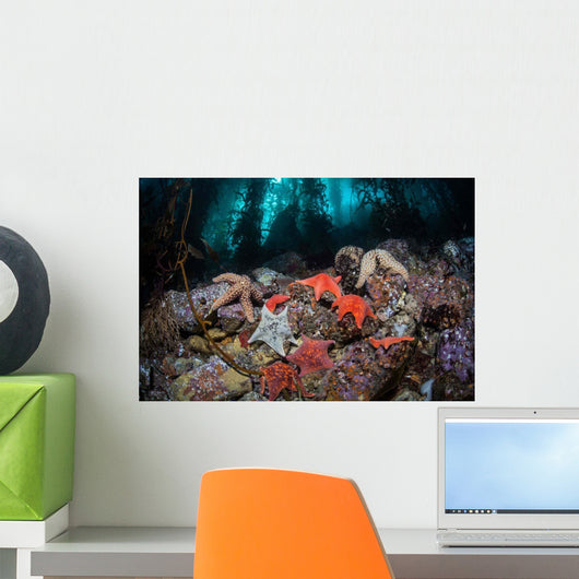 Colorful Starfish Cover Bottom Wall Decal