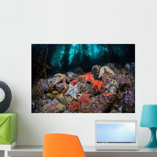 Colorful Starfish Cover Bottom Wall Decal