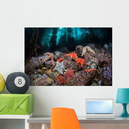Colorful Starfish Cover Bottom Wall Decal
