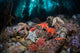 Colorful Starfish Cover Bottom Wall Decal