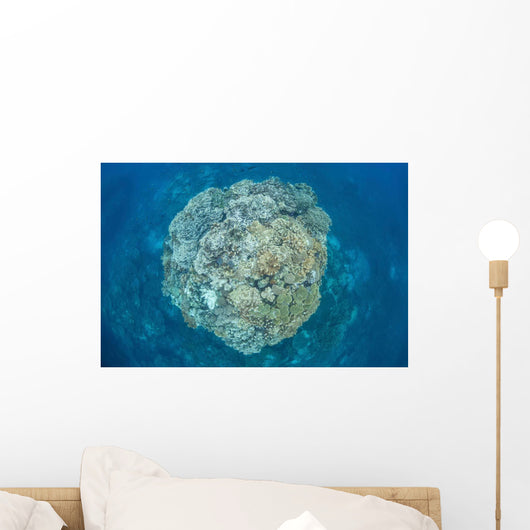 Large Coral Bommie Grows Wall Decal Design 2
