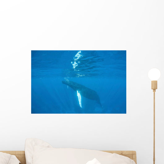 Humpback Whale Swimming Just Wall Decal