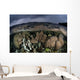 Colorful Coral Reef Grows Wall Decal Design 6