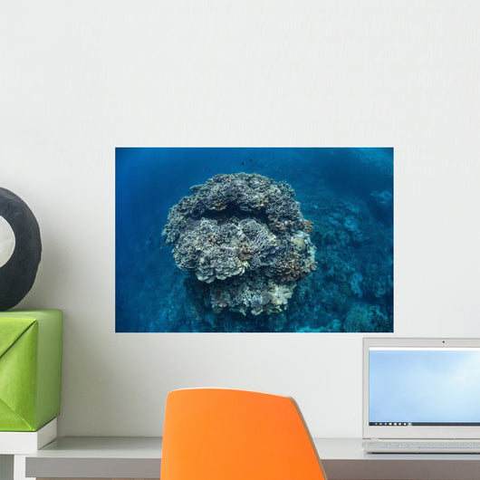 Large Coral Bommie Grows Wall Decal Design 1