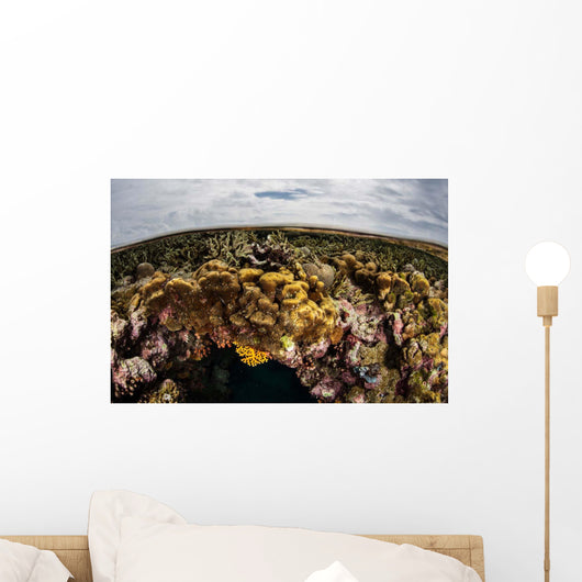 Colorful Coral Reef Grows Wall Decal Design 4