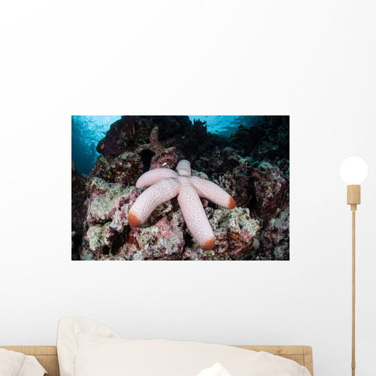 Fat Starfish Clings to Wall Decal