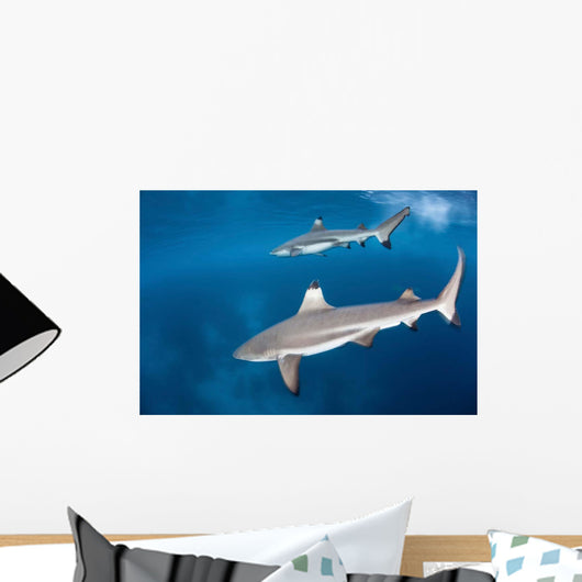 Blacktip Reef Sharks Swim Wall Decal