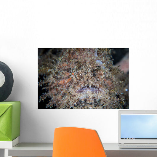 Hairy Frogfish Waits to Wall Decal Design 3