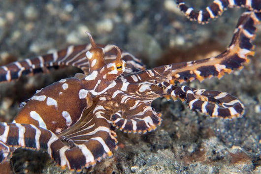 Wonderpus Octopus Crawls across Wall Decal Design 2