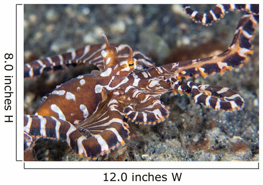 Wonderpus Octopus Crawls across Wall Decal Design 2