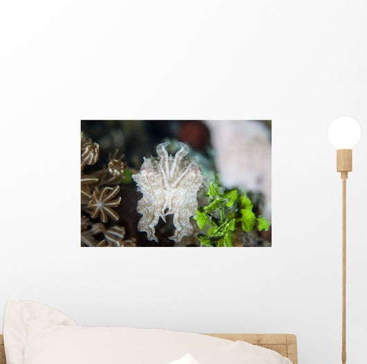 Pygmy Cuttlefish among Corals Wall Decal