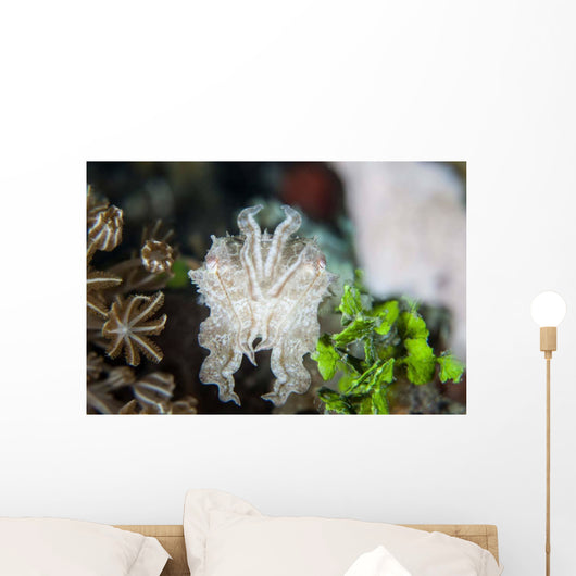 Pygmy Cuttlefish among Corals Wall Decal