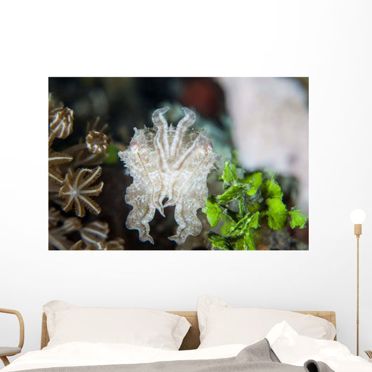 Pygmy Cuttlefish among Corals Wall Decal