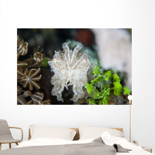 Pygmy Cuttlefish among Corals Wall Decal