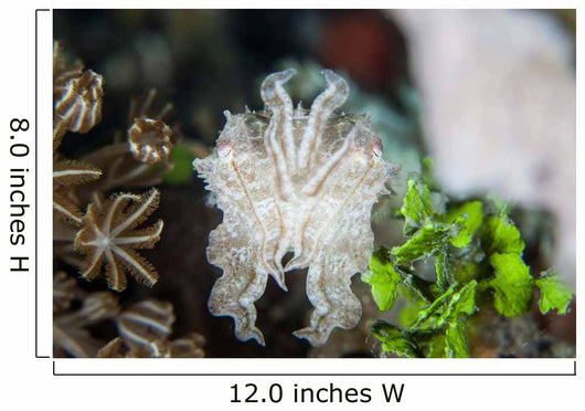 Pygmy Cuttlefish among Corals Wall Decal