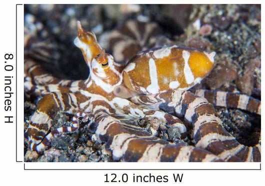 Wonderpus Octopus Crawls across Wall Decal Design 1