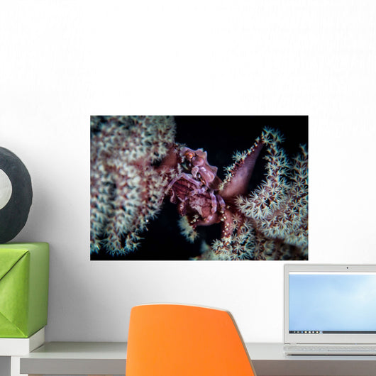 Tiny Crab Clings to Wall Decal