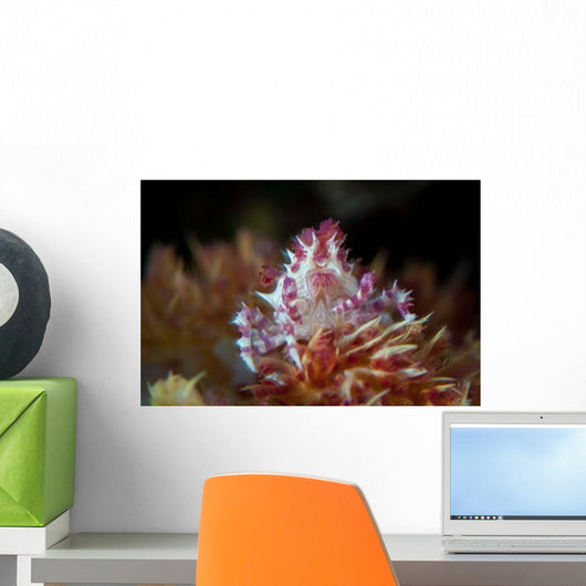 Soft Coral Crab Clings Wall Decal Design 1