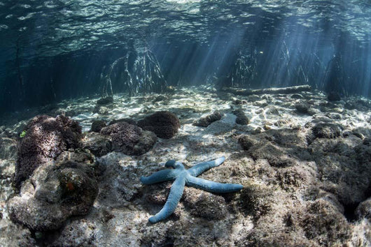Blue Starfish Lies Seafloor Wall Decal