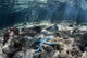 Blue Starfish Lies Seafloor Wall Decal