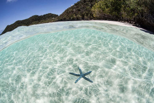Blue Starfish Seafloor Raja Wall Decal