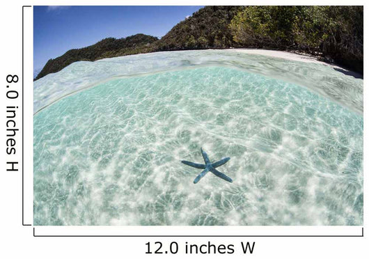 Blue Starfish Seafloor Raja Wall Decal