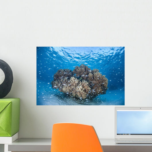 Cardinalfish Surround Coral Bommie Wall Decal