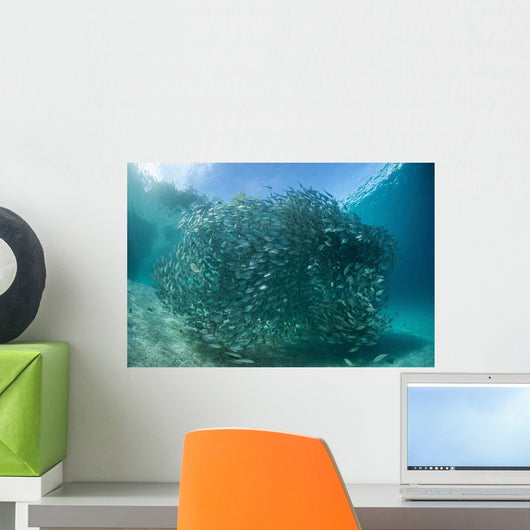 Large School Scad Solomon Wall Decal Design 4
