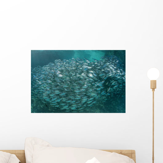 Large School Scad Solomon Wall Decal Design 3