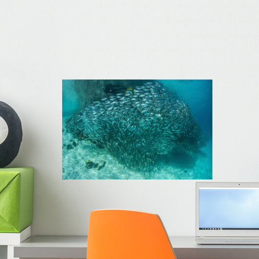 Large School Scad Solomon Wall Decal Design 2