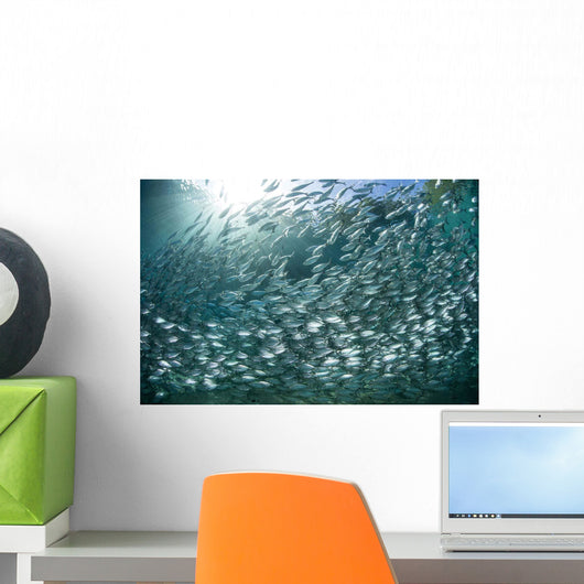 Large School Scad Solomon Wall Decal Design 1