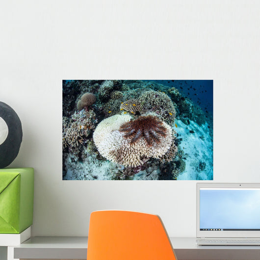 Crown-of-thorns Starfish Feeds Table Wall Decal