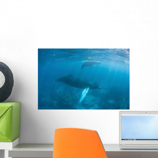 Humpback Whale and Her Wall Decal Design 3