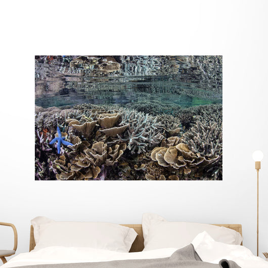 Fragile Corals Grow Shallow Wall Decal Design 12