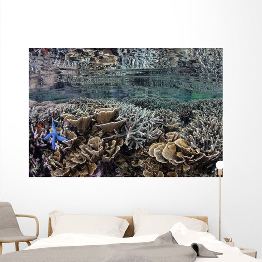 Fragile Corals Grow Shallow Wall Decal Design 12